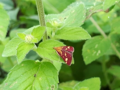 Pyrausta ostrinalis