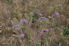 Aster amellus bessarabicus
