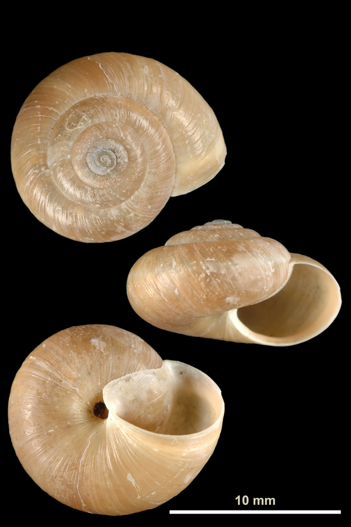 Urticicola moutonii