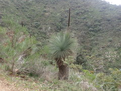 Xanthorrhoea quadrangulata