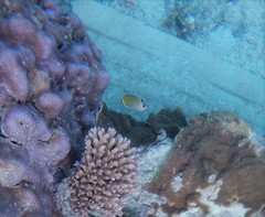 Chaetodon pelewensis