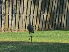 Grus canadensis image