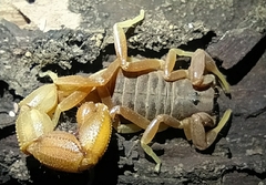 Parabuthus pallidus