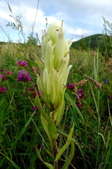 Castilleja pallida