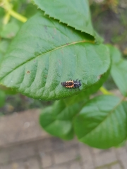 Harmonia axyridis