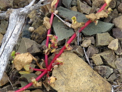 Tetragonia microptera