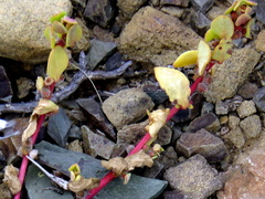 Tetragonia microptera