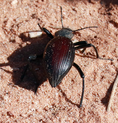 Eleodes hispilabris