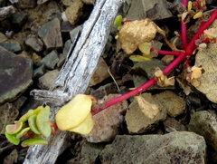 Tetragonia microptera