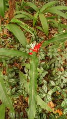 Heliconia angusta