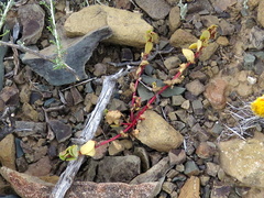 Tetragonia microptera