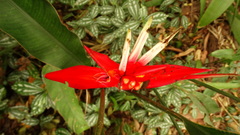Heliconia angusta