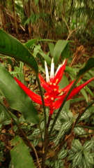 Heliconia angusta