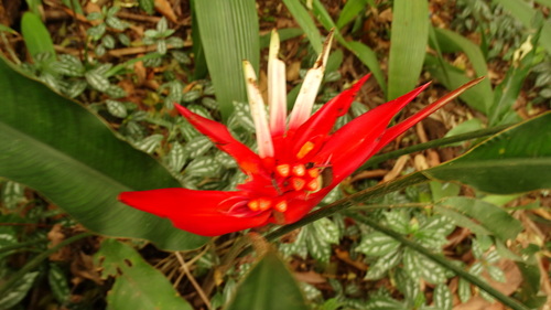 Image of Heliconia angusta by (c) Bruno Henrique Aranda, some rights reserved (CC BY)