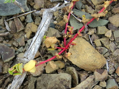 Tetragonia microptera