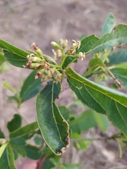 Cordia sinensis