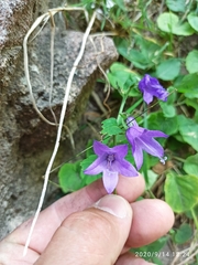 Campanula patula