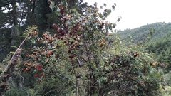 Viburnum betulifolium