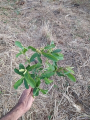 Cordia sinensis
