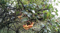Viburnum betulifolium