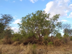 Cordia sinensis