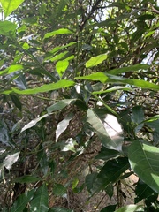 Tarenna pavettoides pavettoides