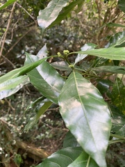 Tarenna pavettoides pavettoides