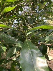 Tarenna pavettoides pavettoides