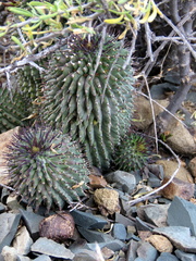 Hoodia