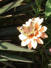 Junonia coenia