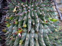 Hoodia