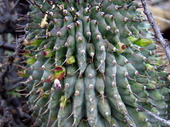 Hoodia