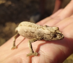 Rieppeleon kerstenii