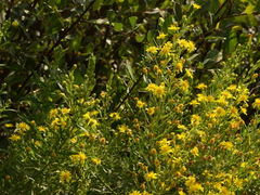 Dittrichia viscosa viscosa