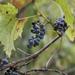 Riverbank Grape - Photo (c) Anna Evans, some rights reserved (CC BY-NC), uploaded by Anna Evans