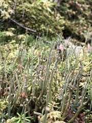 Cladonia maxima