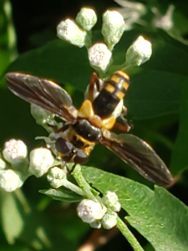 Trichopoda plumipes