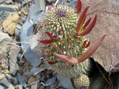 Hoodia