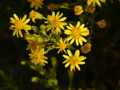 Dittrichia viscosa viscosa