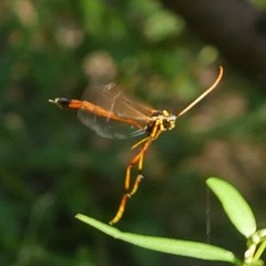 Therion circumflexum