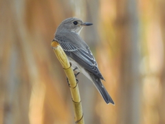Muscicapa striata