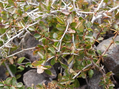 Berberis aetnensis