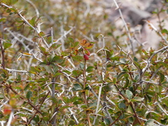 Berberis aetnensis
