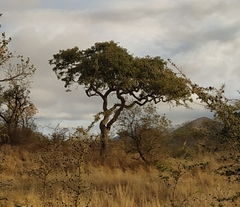 Lonchocarpus eriocalyx