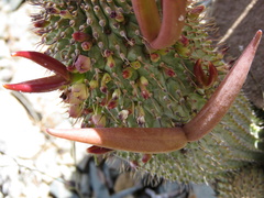 Hoodia
