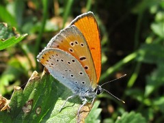 Lycaena dispar