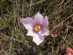 Crocus pallasii