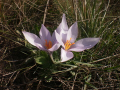 Crocus pallasii