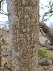 Lonchocarpus eriocalyx