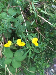 Lotus corniculatus